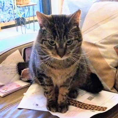 photo-chat-xxx
