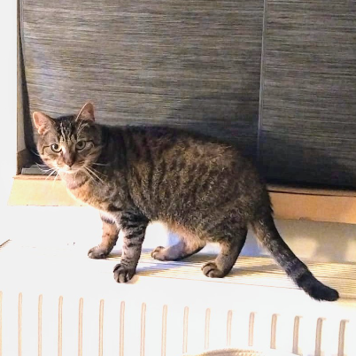 photo-chat-xxx