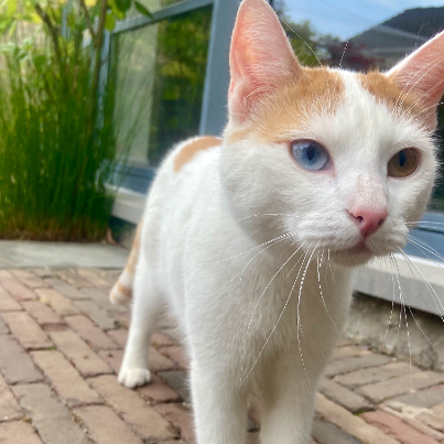 photo-chat-xxx