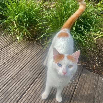 photo-chat-xxx