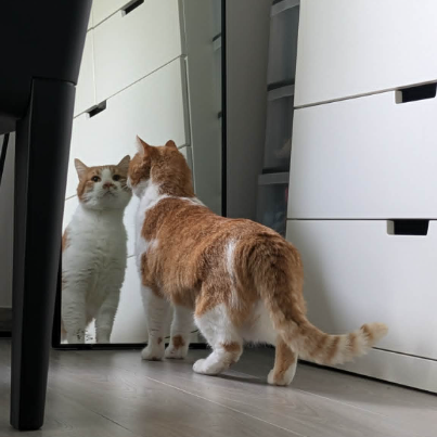photo-chat-xxx