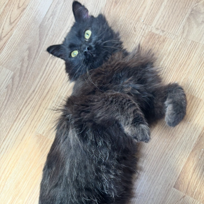 photo-chat-xxx
