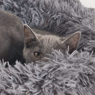 photo-chat-xxx