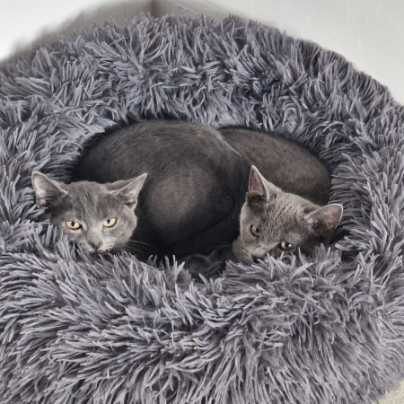 photo-chat-xxx