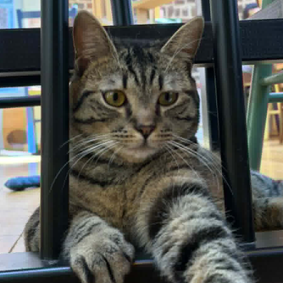 photo-chat-xxx