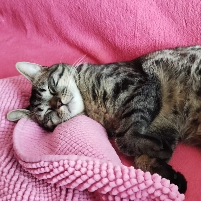 photo-chat-xxx