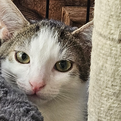 photo-chat-xxx