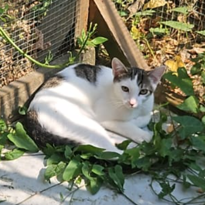photo-chat-xxx
