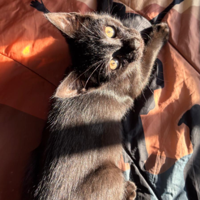 photo-chat-xxx