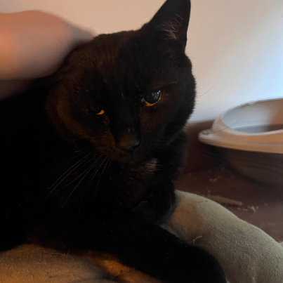 photo-chat-xxx