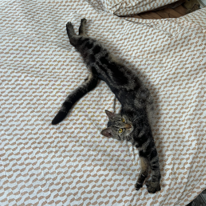 photo-chat-xxx