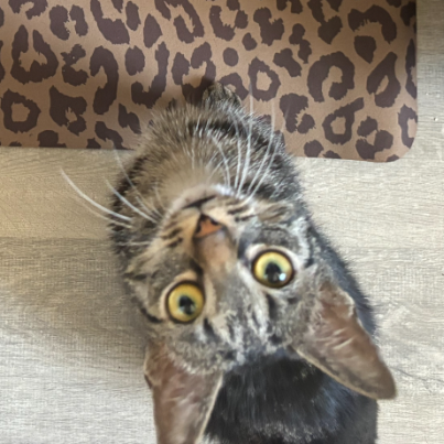 photo-chat-xxx