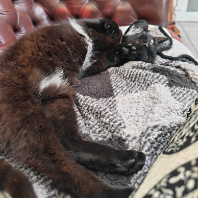 photo-chat-xxx
